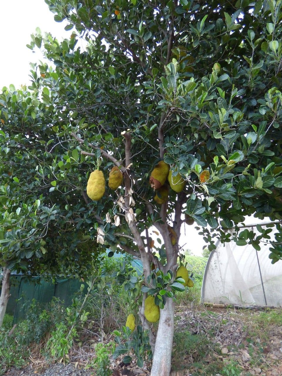 Jackfruit tree with large fruits