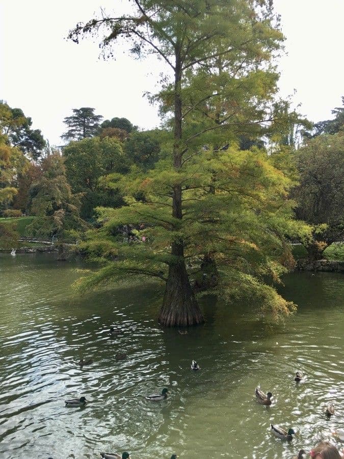 Taxodium distichum in voller Pracht mit gefiedertem Laub