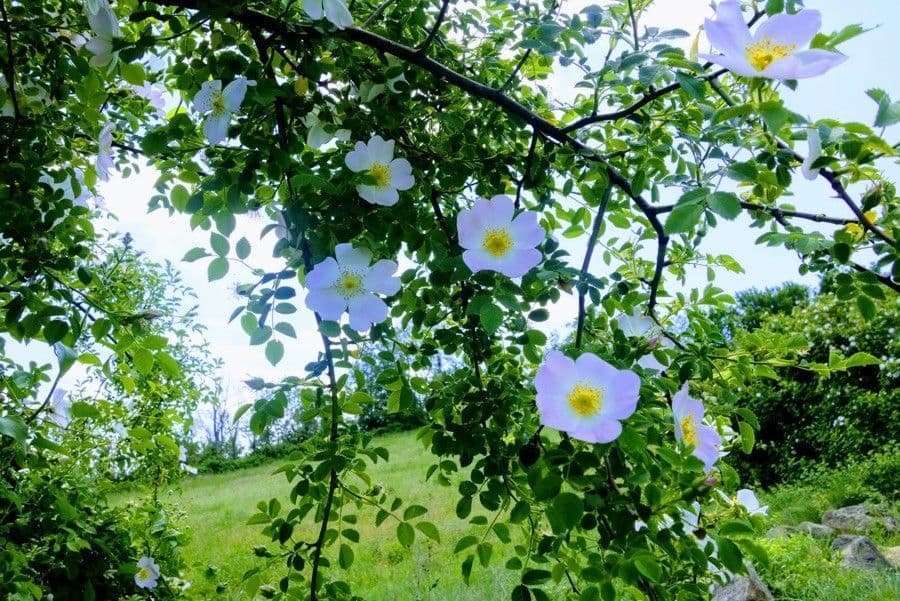 Rosa abietina rosier alpin aux fleurs roses delicates