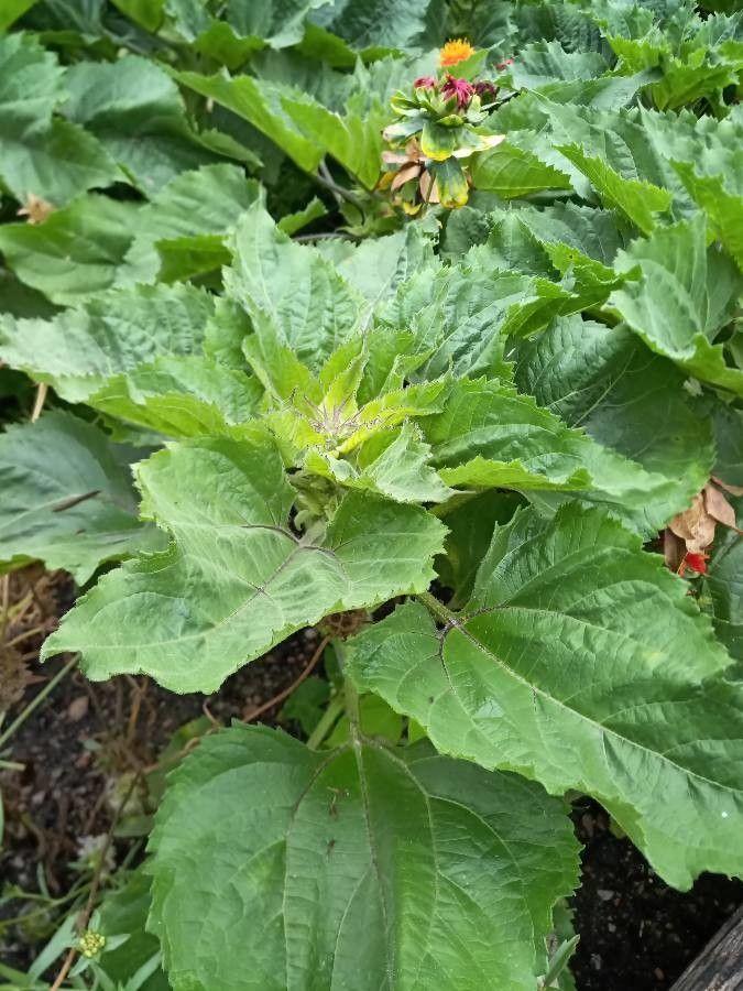 Leuchtend gelbe bis orangerote Blütenköpfe des Färber-Saflors in voller Blüte auf einem trockenen, sonnigen Beet