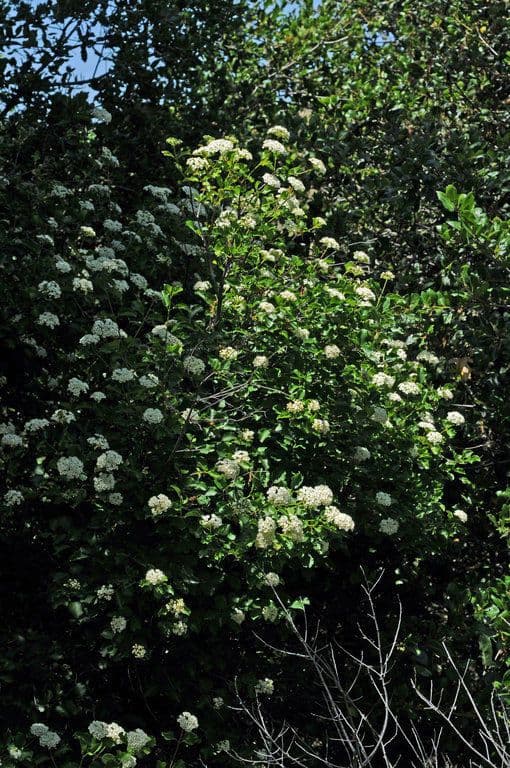 Viburnum ellipticum avec feuilles ovales et bouquets de fleurs blanches