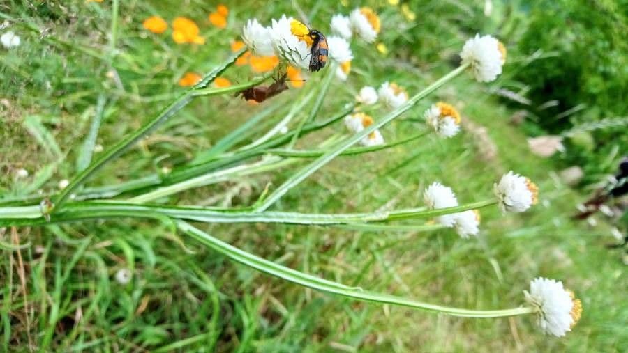 Weiße papierartige Blüten des Papierknöpfchens