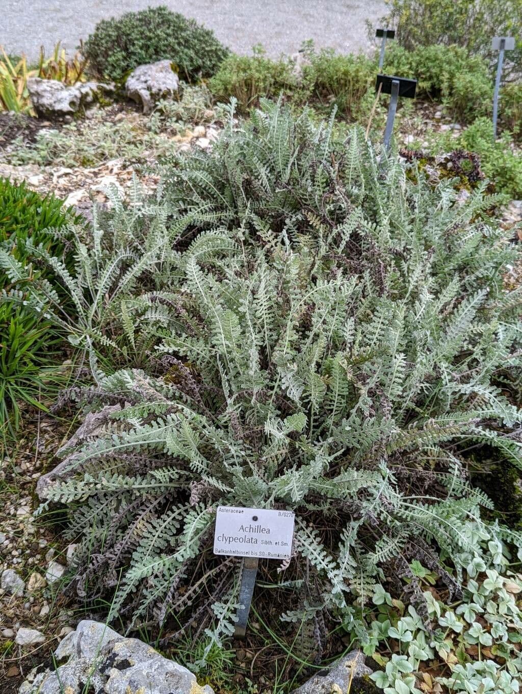 Achillea clypeolata in bloei
