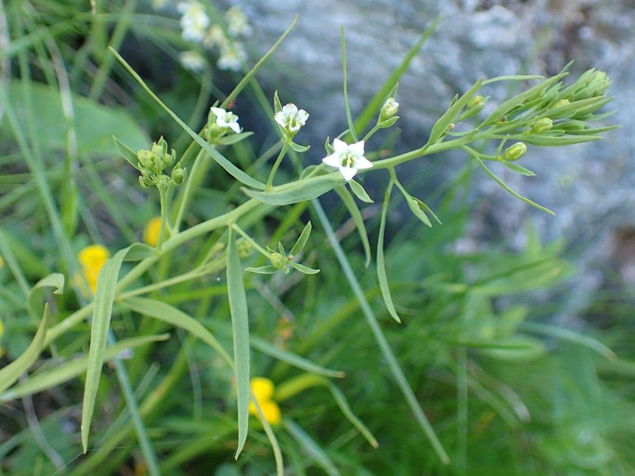 Thésion des prés (Thesium pyrenaicum) plante élancée avec delicates fleurs blanches dans prairie montagnarde