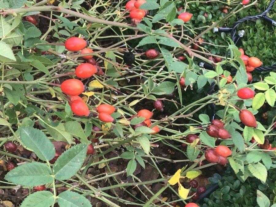 Stompbladige Roos in volle bloei met kleine roze bloemen en ronde bladeren in een licht beschaduwde tuinhoek