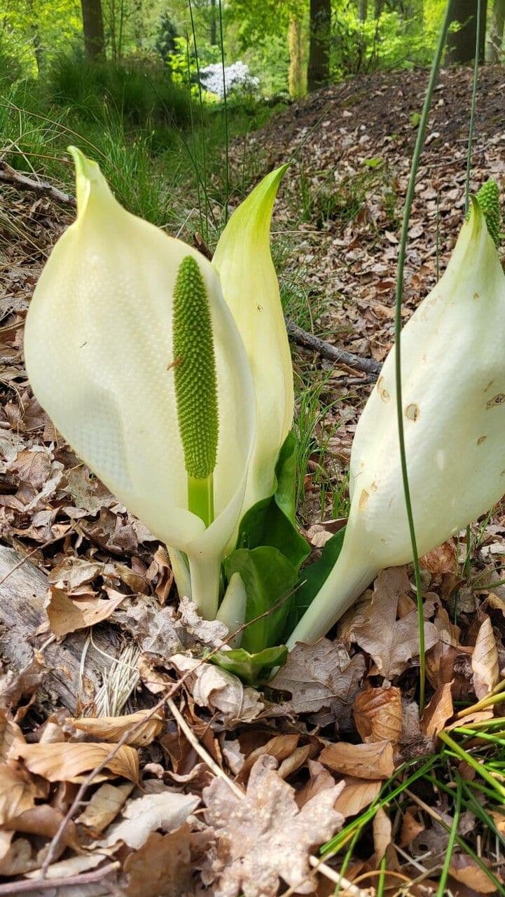 Asian skunk-cabbage displaying spectacular white spathe with yellow spadix