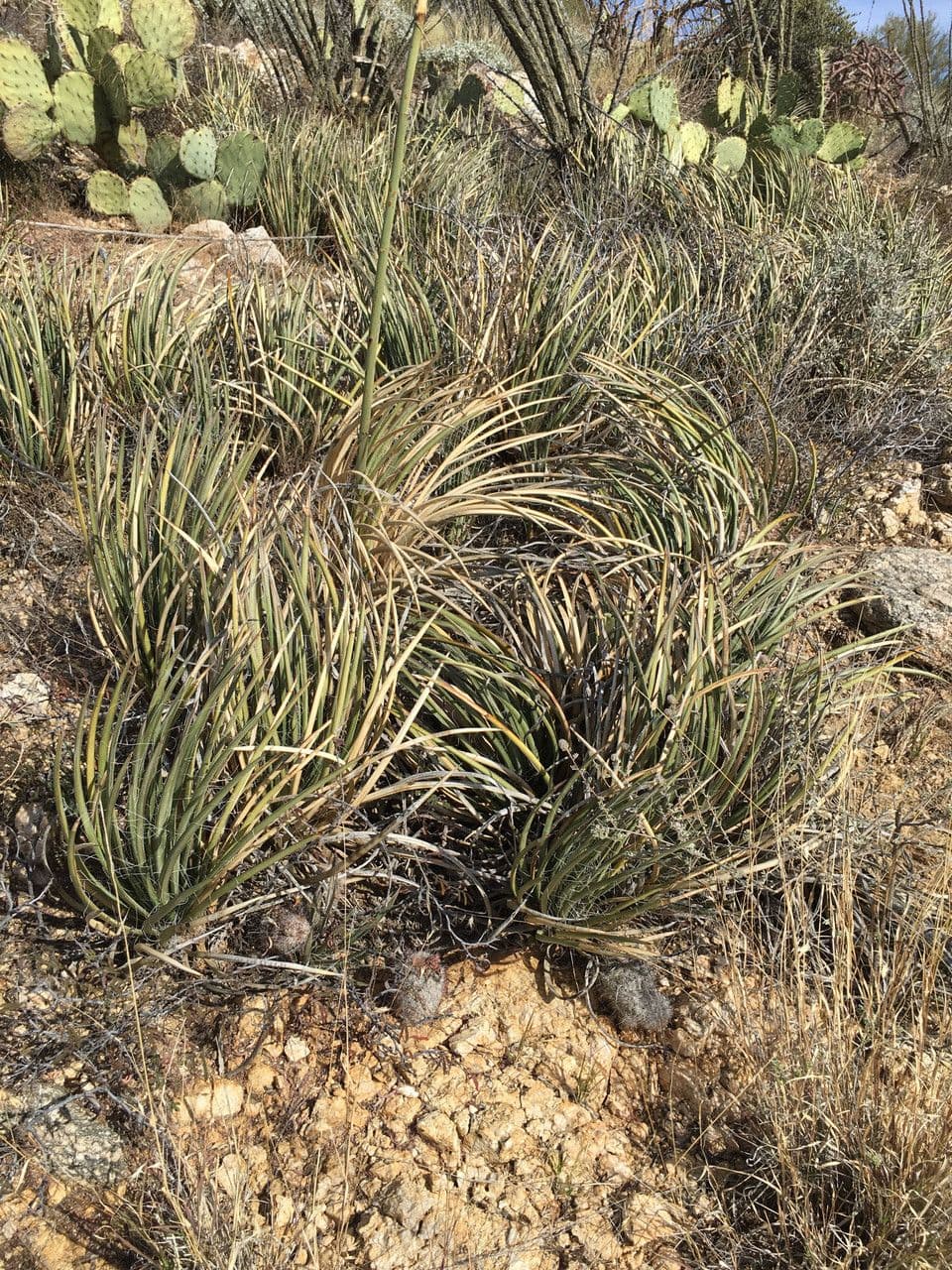 Schott's Century Plant with hairy, green foliage