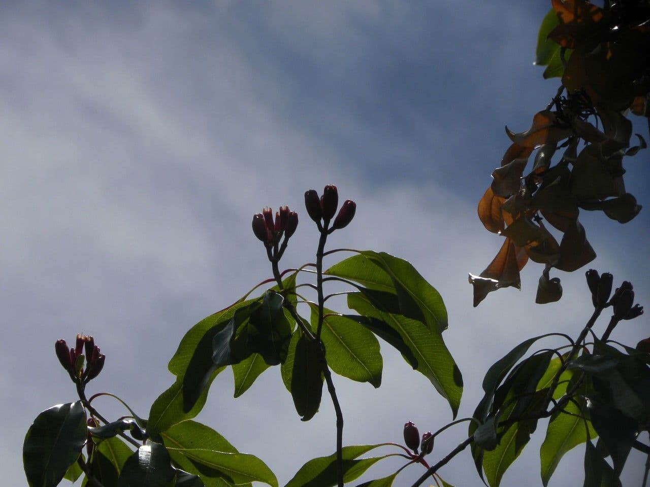 Syzygium aromaticum Nelkenbaum mit Bluten