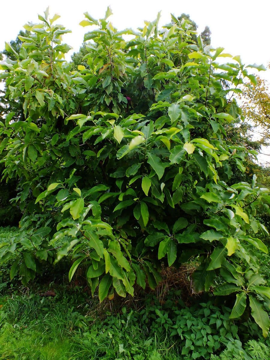 Schirm-Magnolie mit grossen Blattern und weissen Bluten