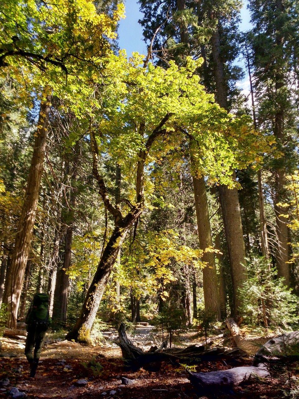 Große Blätter und aufrechte Form des Großblättrigen Ahorns in einem waldbewachsenen Bereich