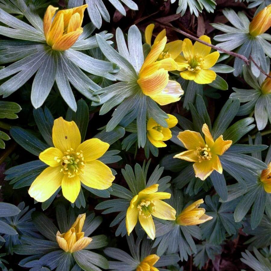 Winterakoniet (Eranthis hyemalis) met gele bloemen in volle bloei op een licht beschaduwde plek in de vroege lente