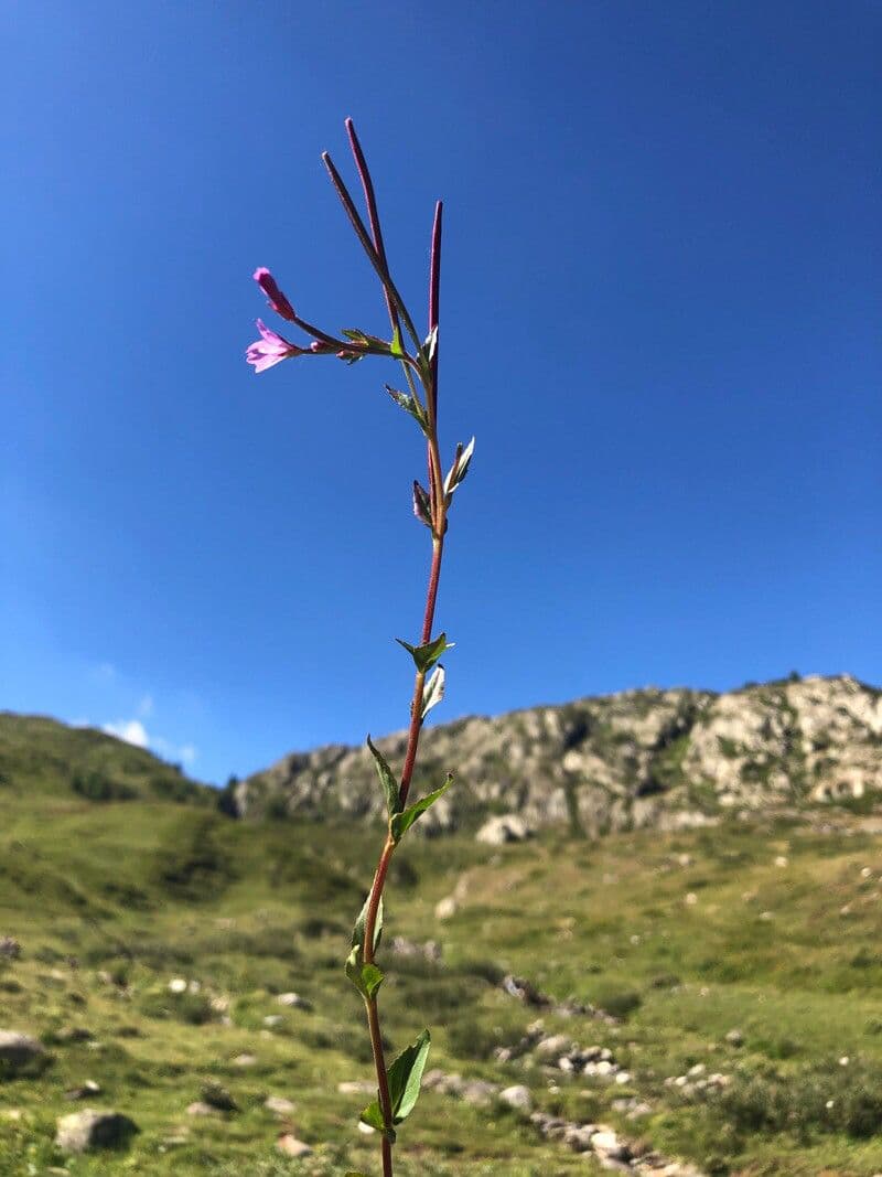 Sumpf-Weidenröschen mit schlanken Stängeln und zarten rosa-violetten Blüten im natürlichen Moorbiotop