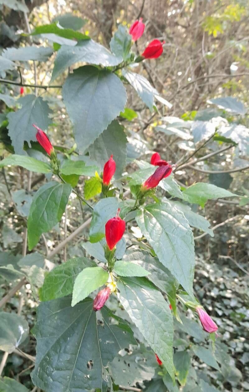 Turk's-cap with red flowers and green foliage