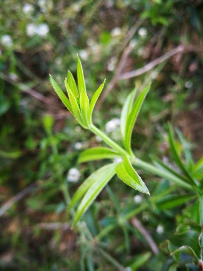 Nördliches Labkraut in voller Blüte im lichten Waldsaum