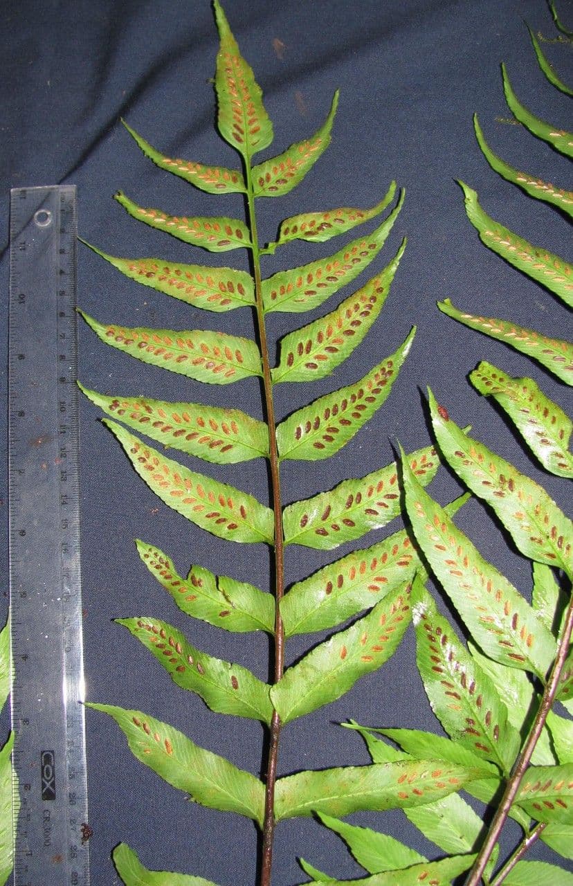 Asplenium feei displaying delicate, finely-textured fronds