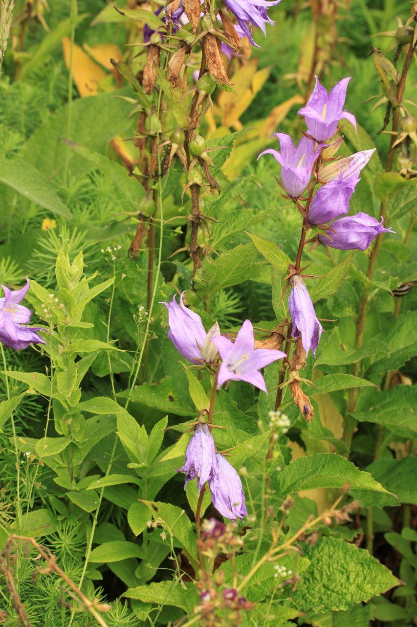 Greater bellflower (Campanula latifolia) in full bloom in a woodland edge garden