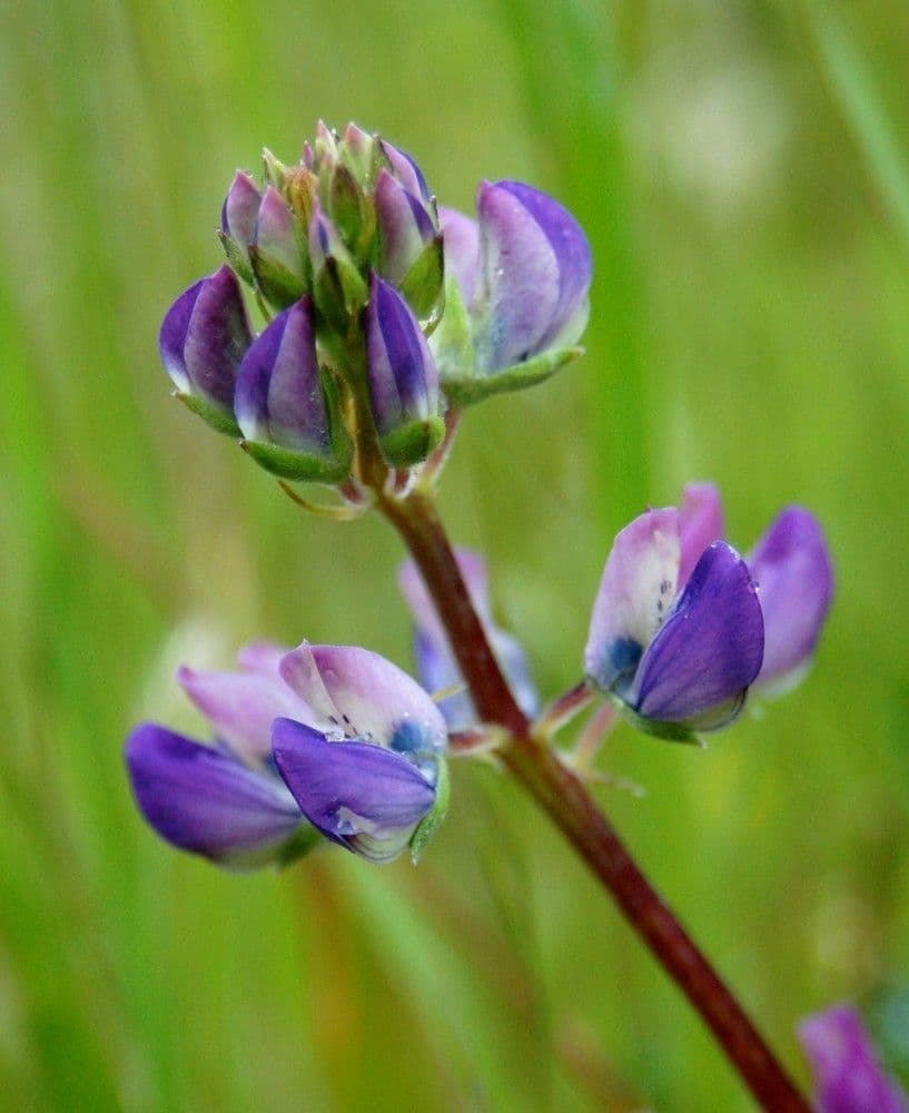 Lupin des rivages avec épis floraux bleus