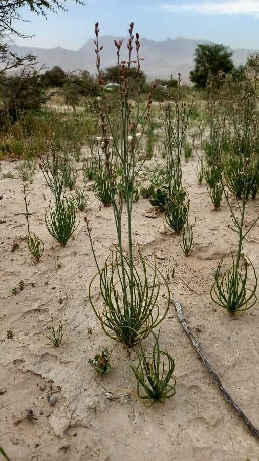 Asphodelus tenuifolius plant