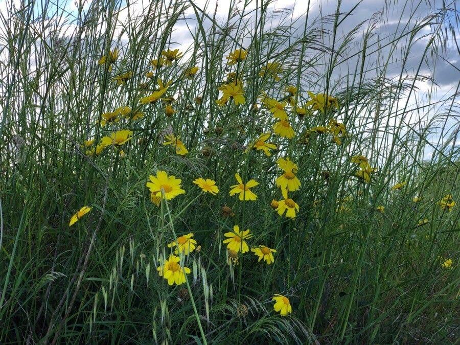 Lanzettblättriges Mädchenauge mit leuchtend gelben Blüten in einer sonnigen Rabatte