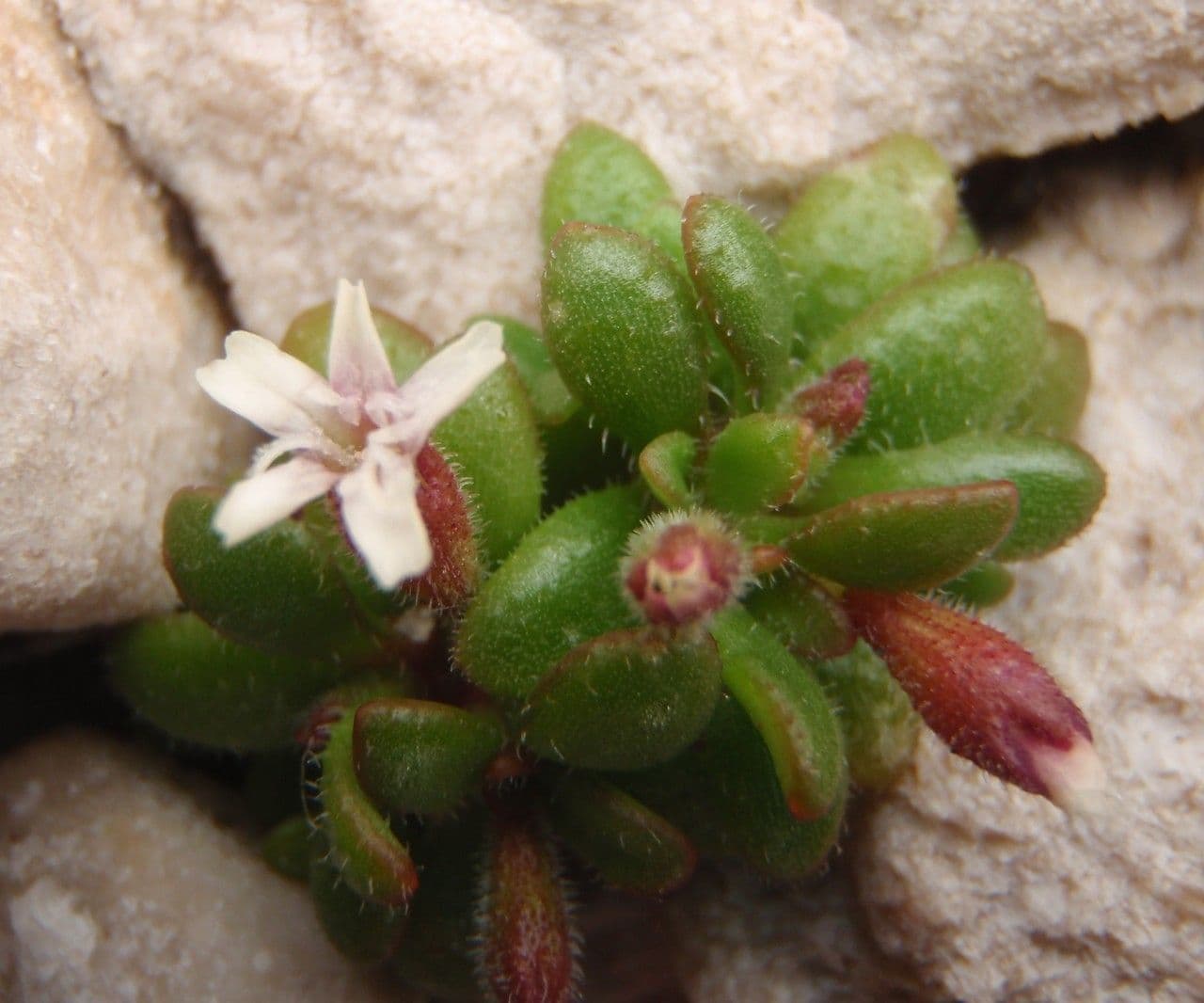 Hairy catchfly flowers and foliage