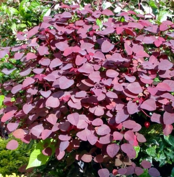 Tropical smokebush with vibrant red leaves