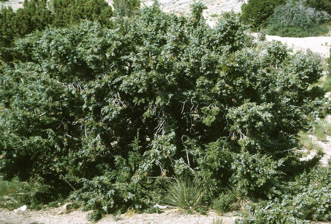 Feuillage et fruits du genévrier à une graine