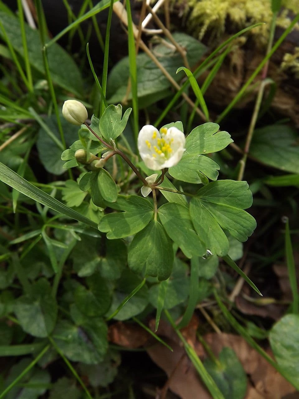 Isopyrum thalictroides mit weißen Blüten im Wald