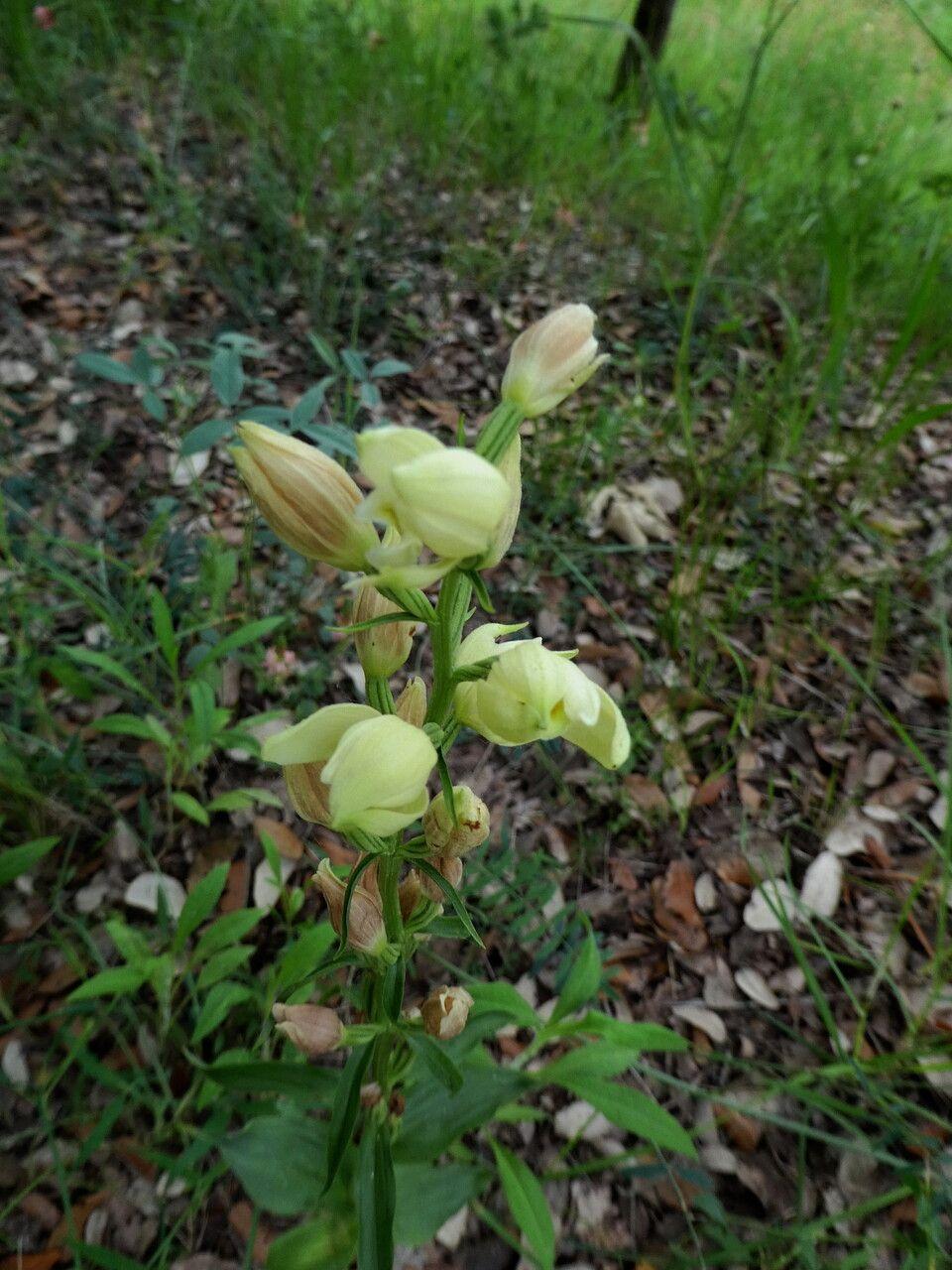 White helleborine blooming in dappled shade under deciduous trees, white flowers glowing in filtered light