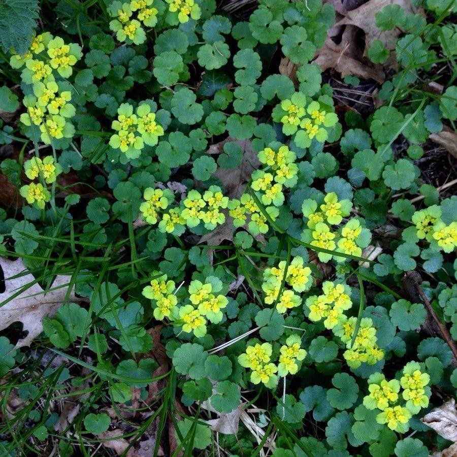 Alternate-leaf golden saxifrage in a damp woodland edge with glossy leaves and tiny yellow flowers