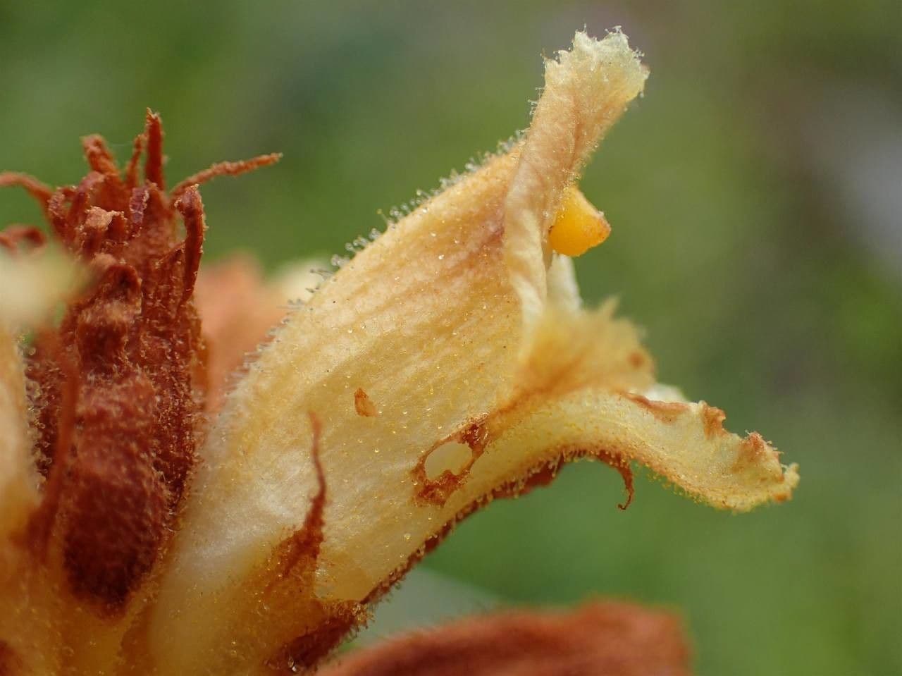 Laserpitium broomrape plant with yellow to orange-yellow flowers