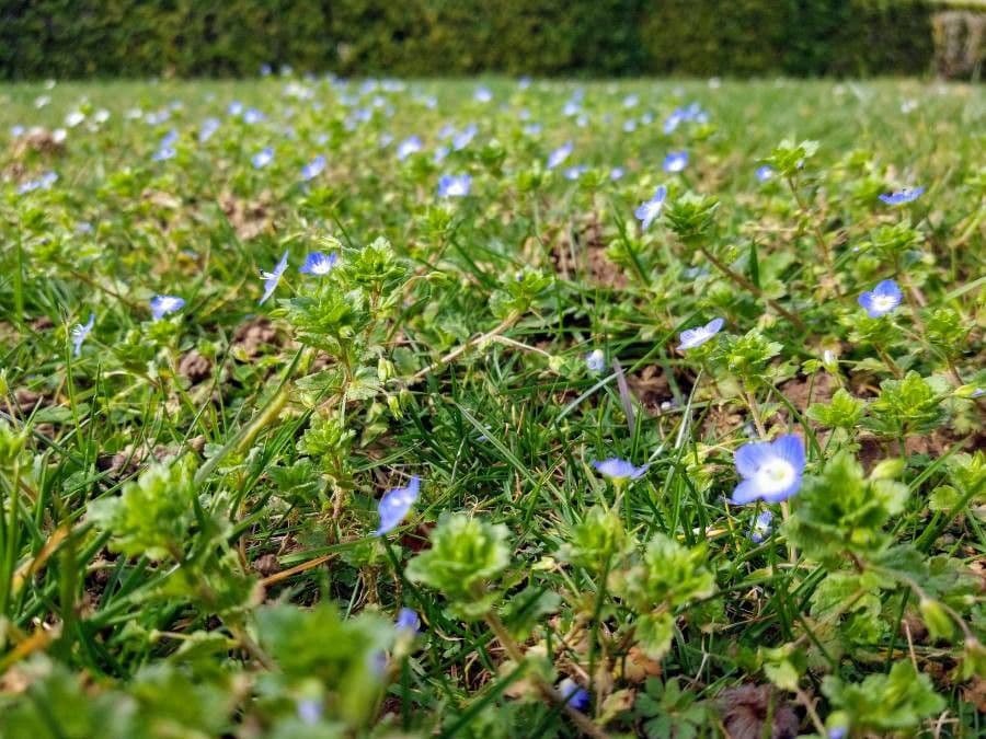 Draadereprijs met kleine blauwe bloemen op dunne stelen