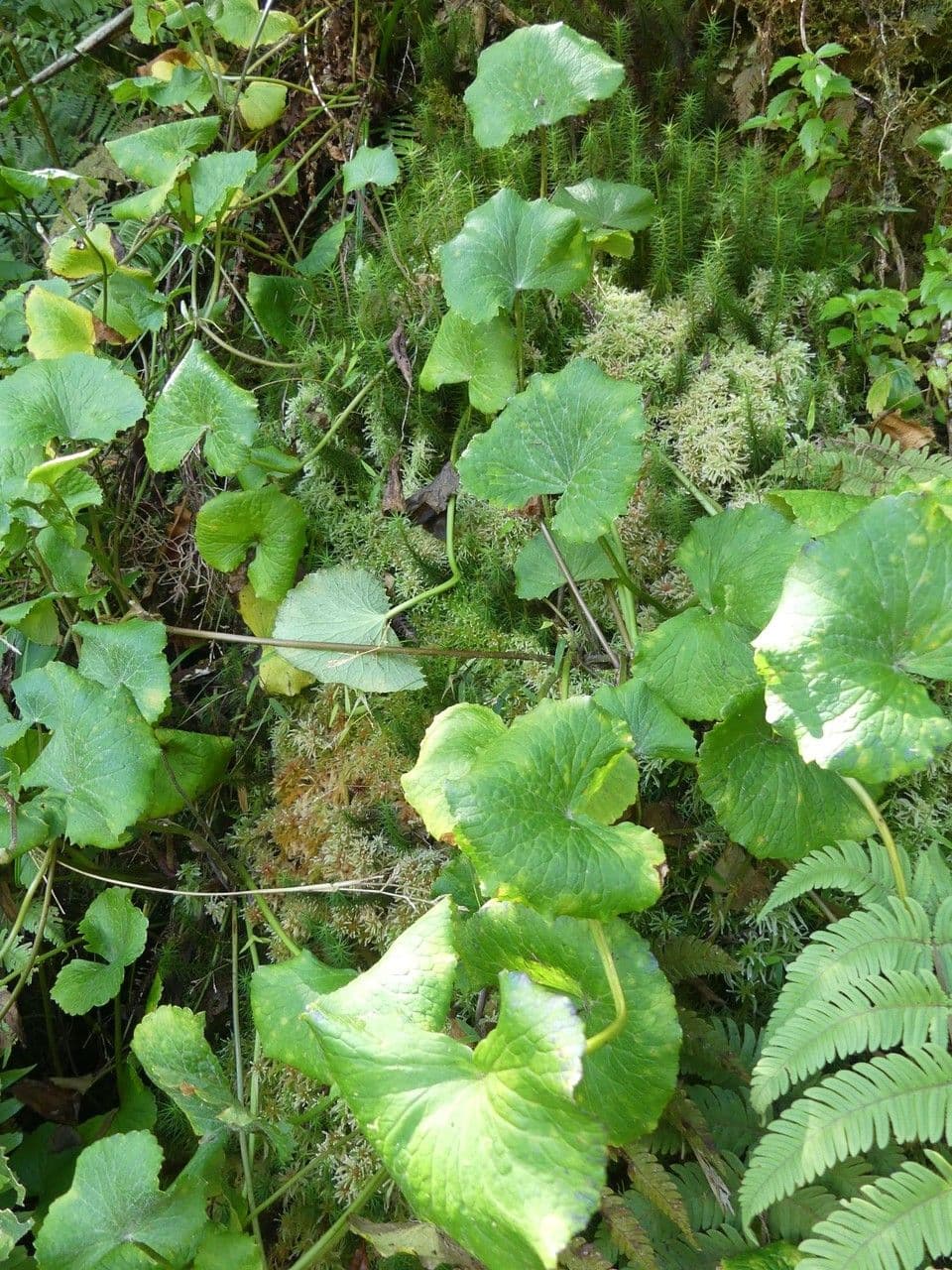 Centella asiatica - Asiatische Wasserpennig