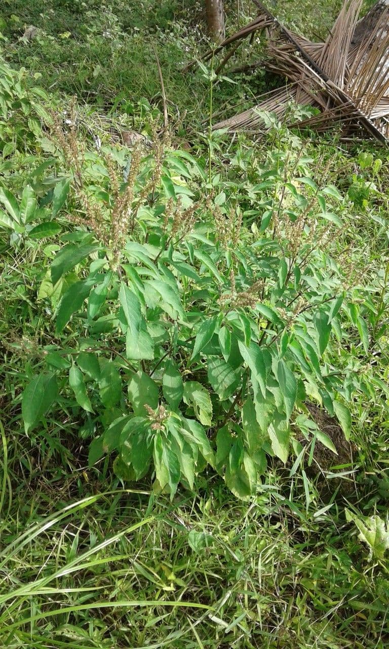 Ocimum gratissimum afrikanisches Basilikum mit kleinen aromatischen grunun Blattern
