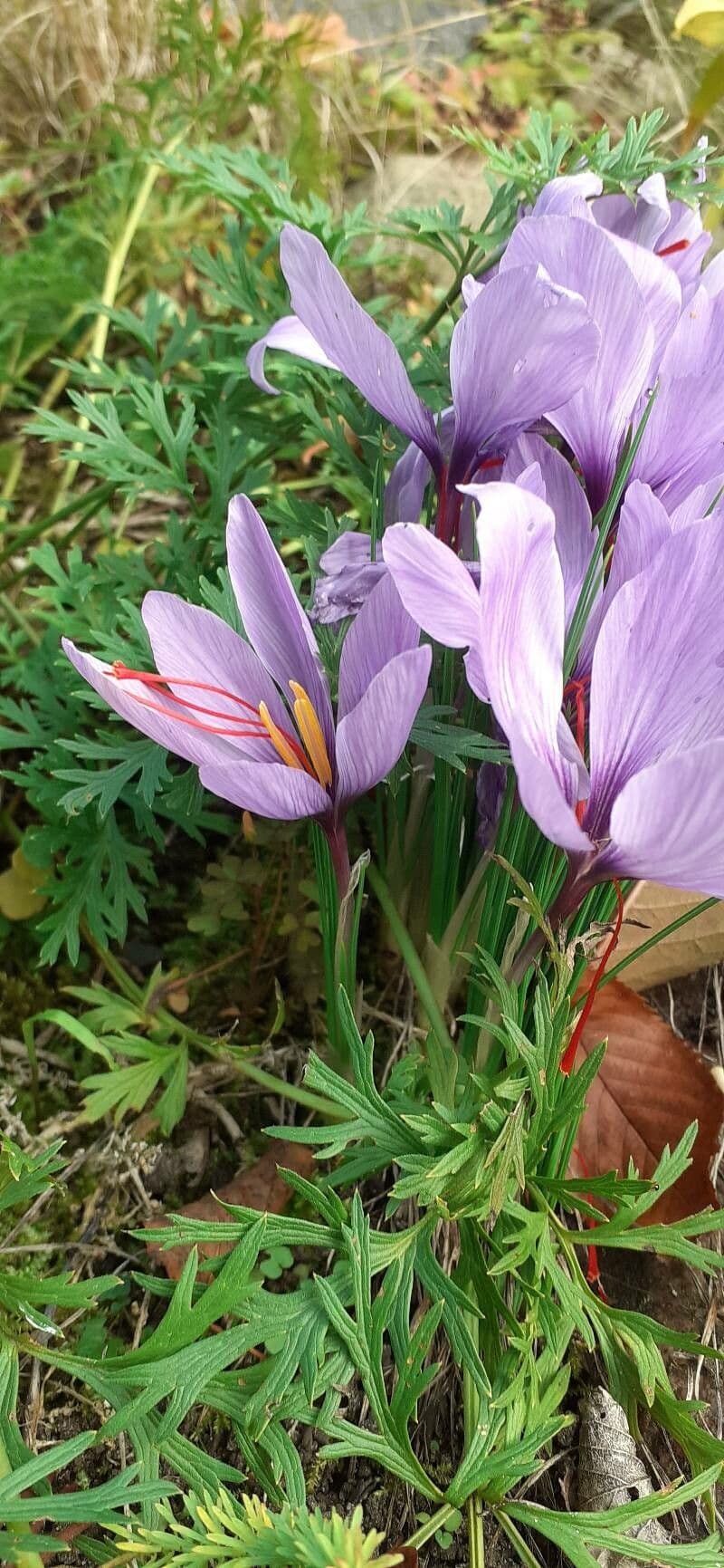 Crocus pallasii mit Herbstbluten