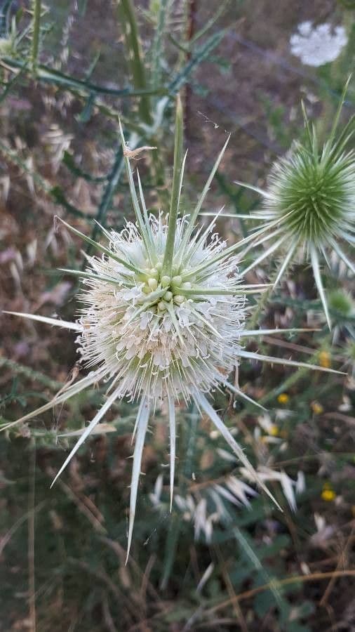 Dipsacus ferox Stachel-Karde mit weiss-violetten Bluten an stacheligen Stangen