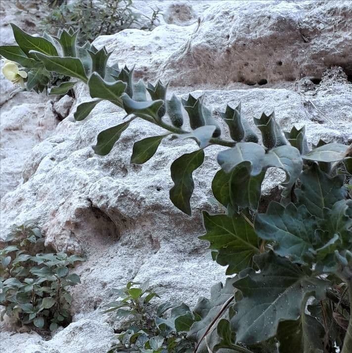Groepje witte bloemen met paarse nerven van Hyoscyamus albus, karakteristieke fruchtjes zichtbaar