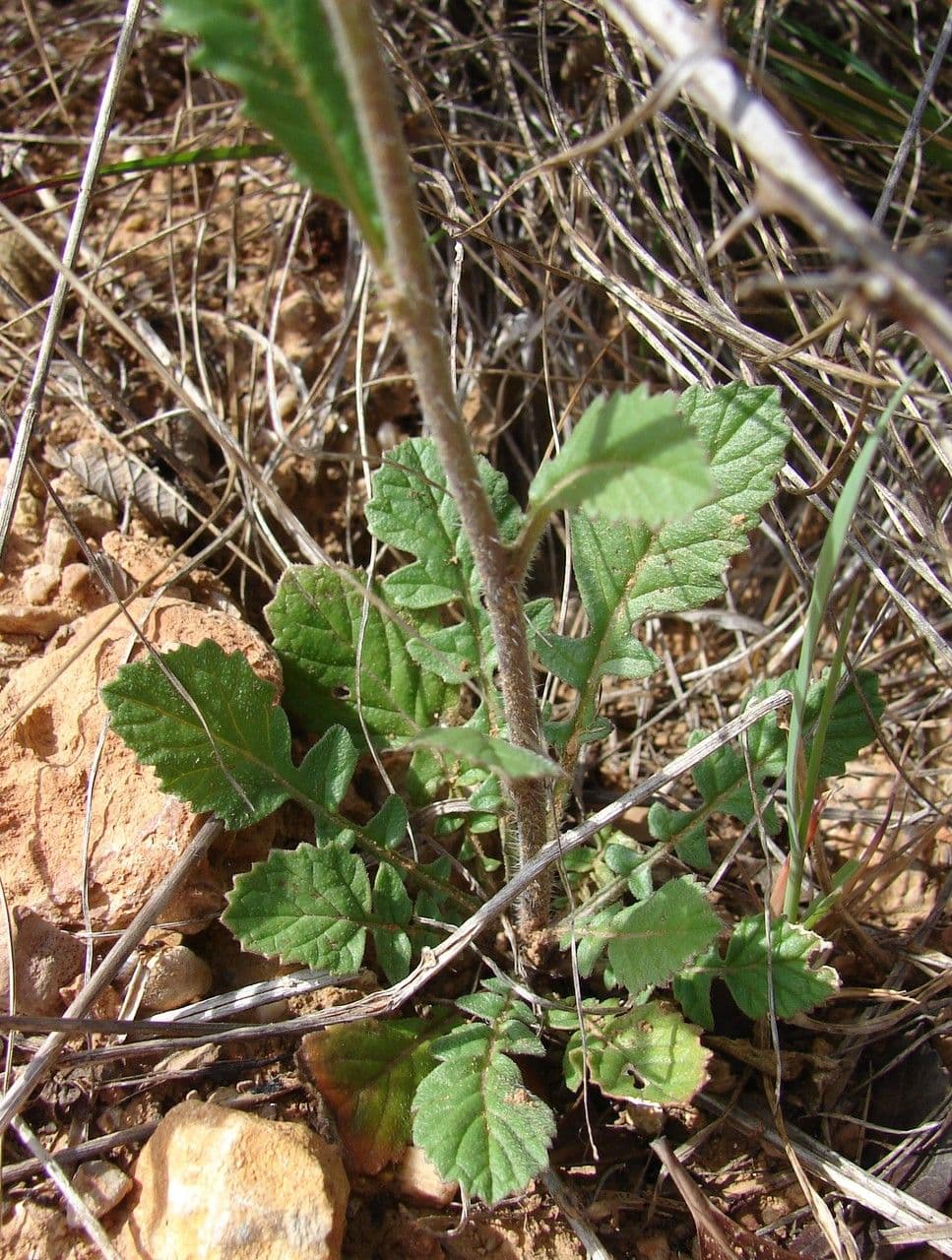 Rapistrum rugosum runzelige Fruchte