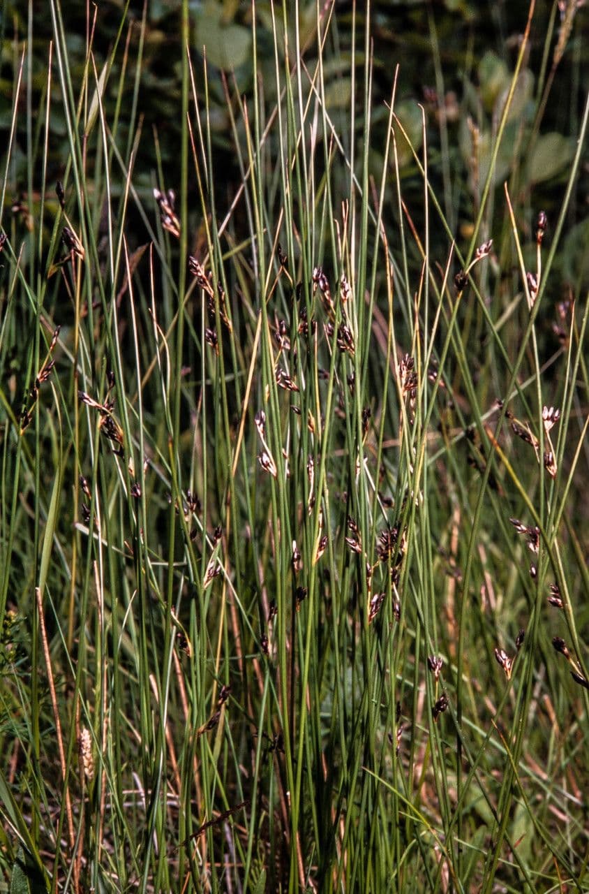 Juncus arcticus noordse rus arctisch habitat