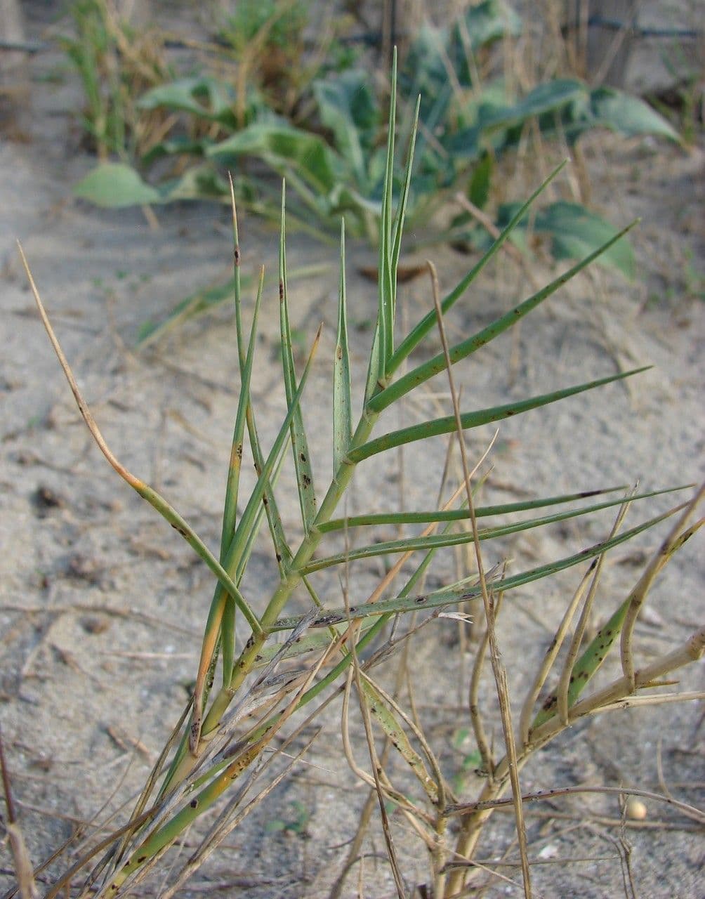 Sporobolus pungens dense clumps of stiff grass on sandy coastal ground