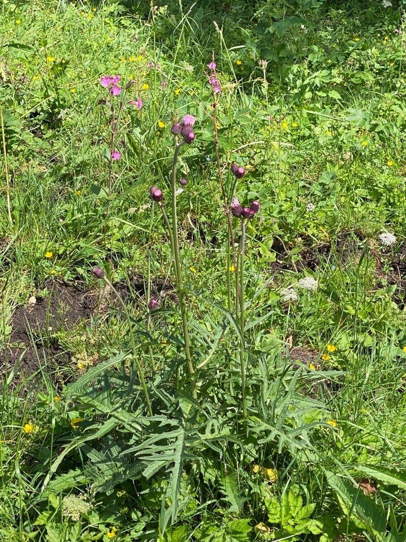 Healthy Brook thistle with purple flower heads in a summer border