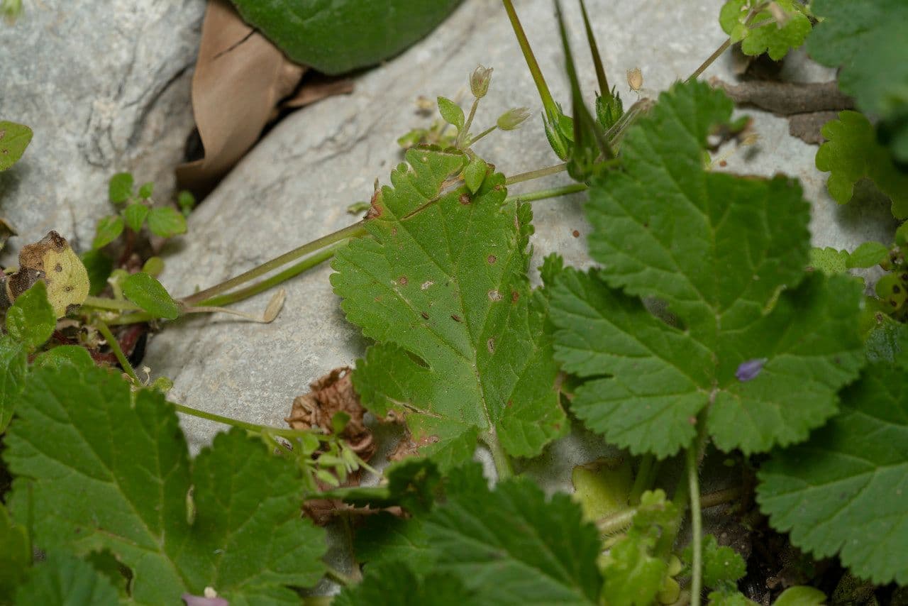Chios-Reiherschnabel Blüten Nahaufnahme