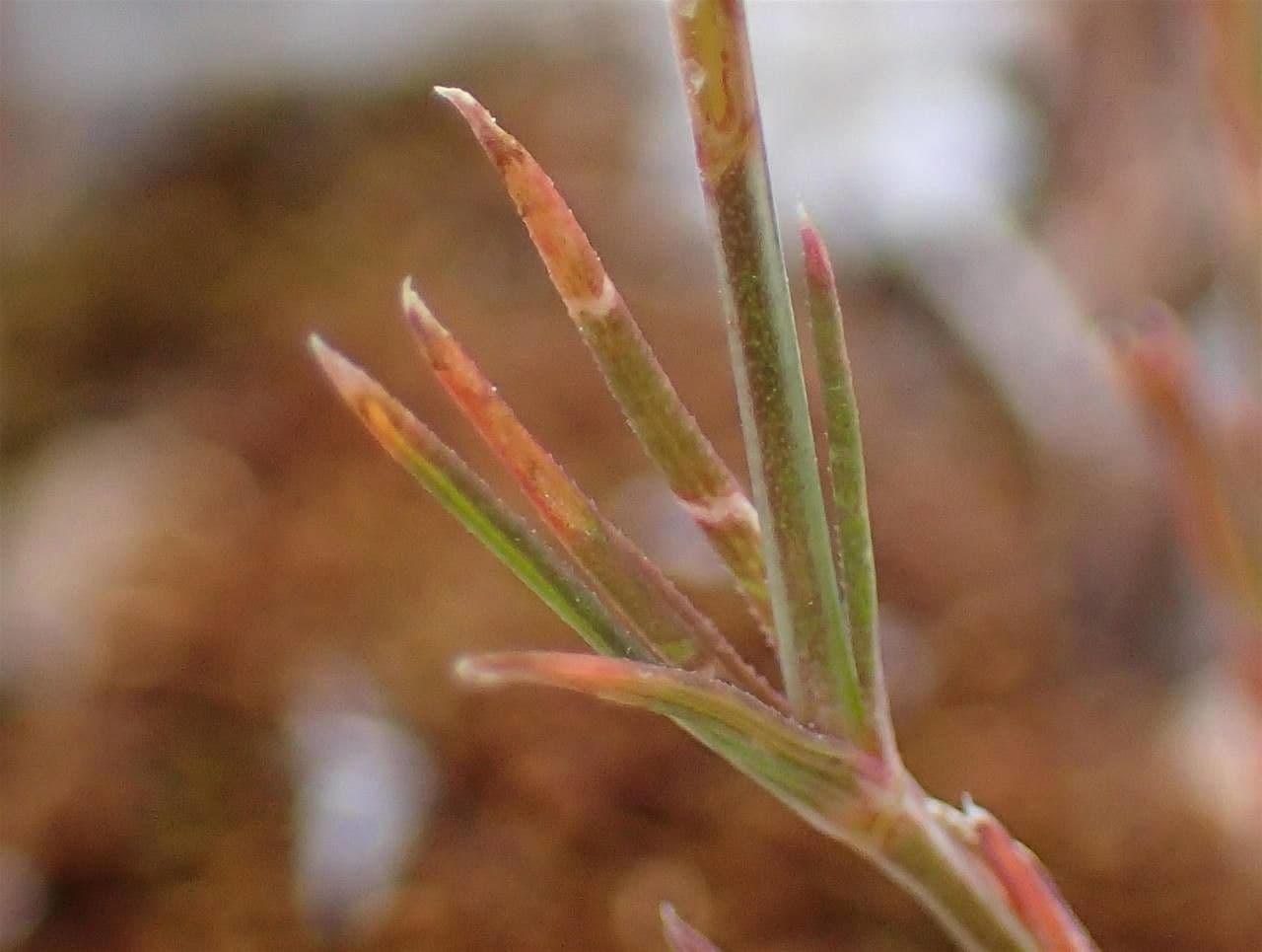Narrowleaf crucianella with yellow flowers