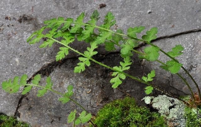 Woodsia alpina avec son feuillage fin en environment montagne