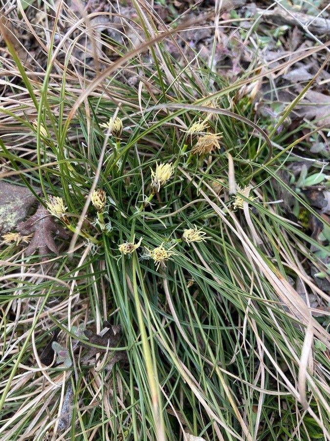 Laîche basse (Carex humilis) en milieu ombragé, formant un tapis souple avec des feuilles fines et vert clair.