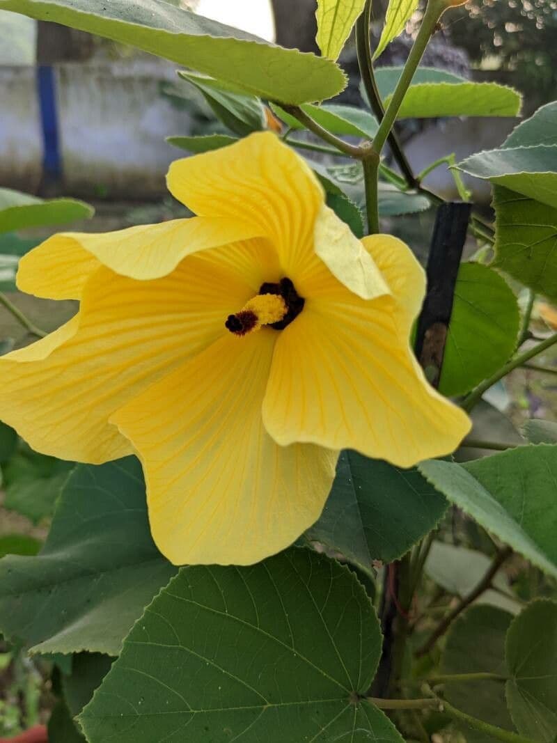 Hibiscus tilliaceus en fleur jaune-orange