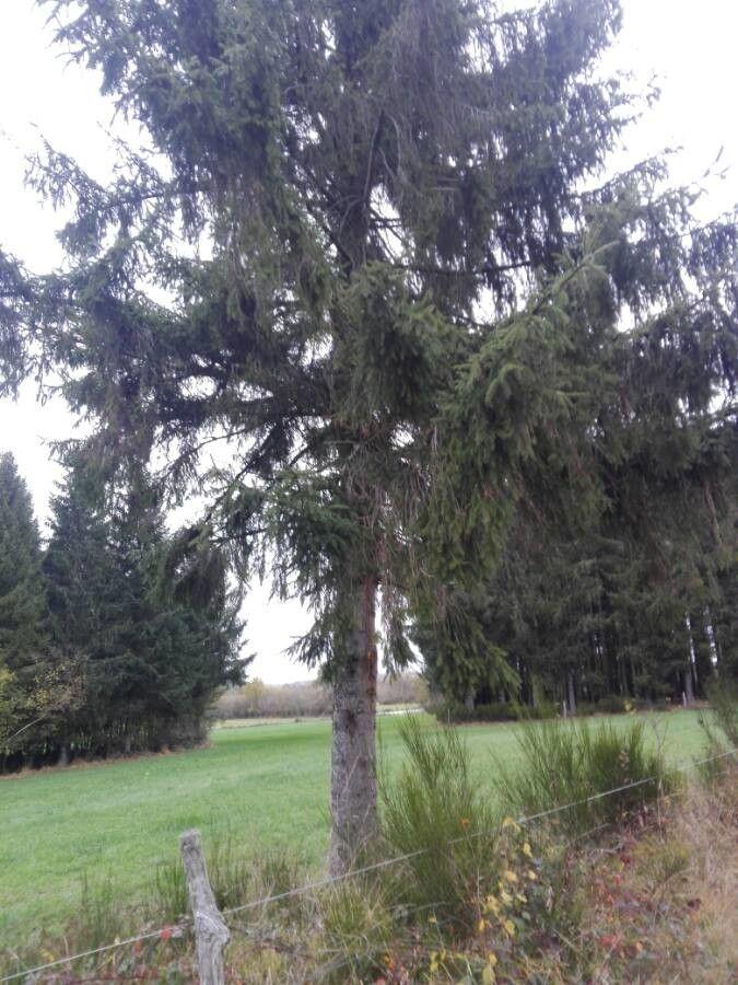 Rotfichte in natürlicher Umgebung mit dunkelgrünen nadeln und kegelförmiger krone