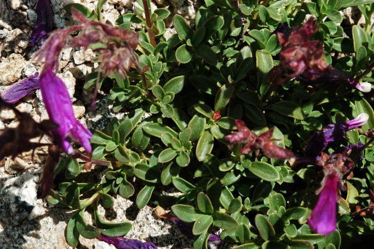 Penstemon davidsonii avec epis floraux roses