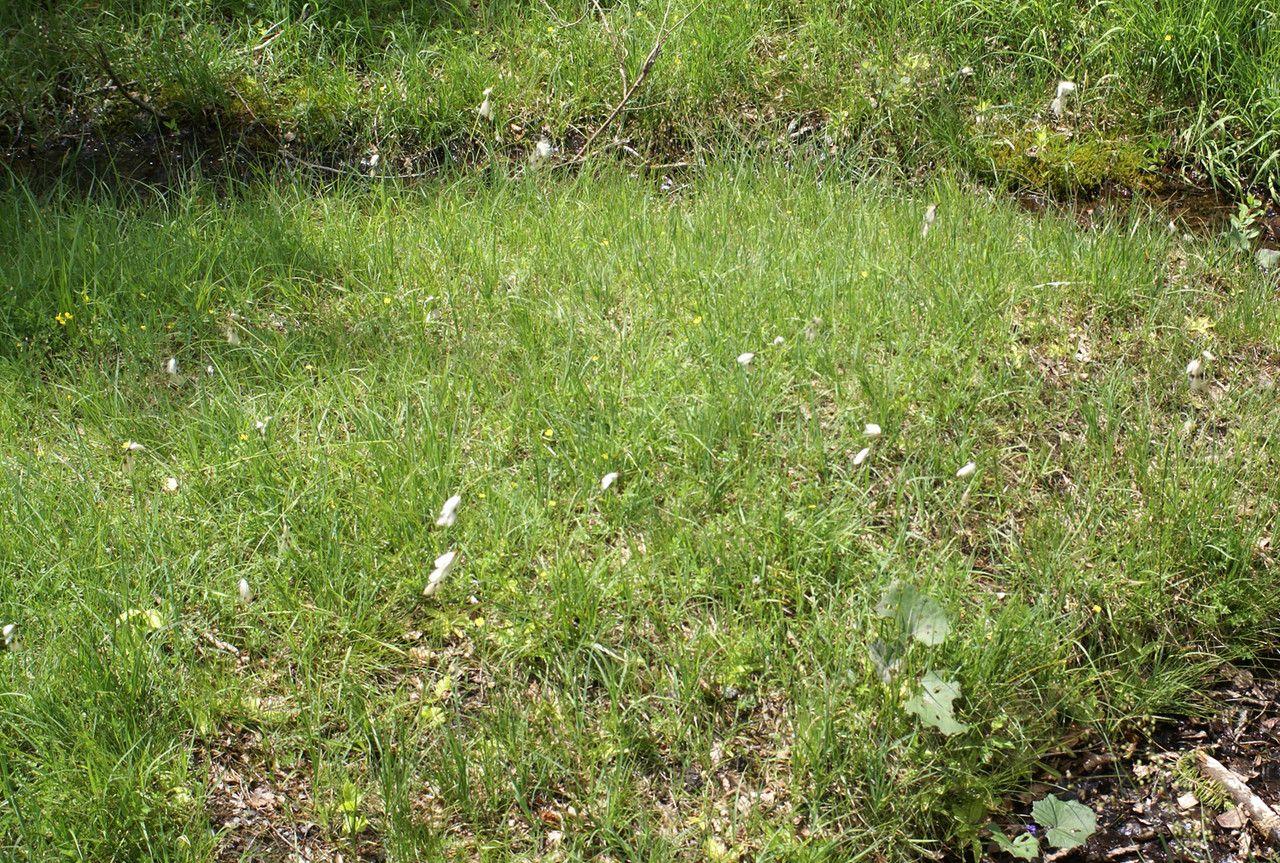 Breed wollegras in volle bloei op een vochtige plek in de tuin, met lichte zon en witte pluimen