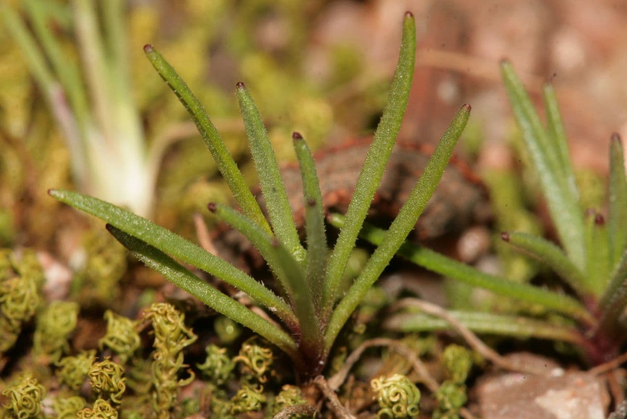 Plantago afra avec epis fleurs poilus