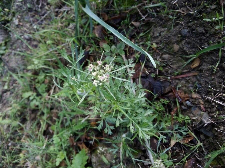 Ammi élevé en pleine floraison dans une bordure ensoleillée, avec de grandes ombelles blanches légères au-dessus d’un feuillage fin